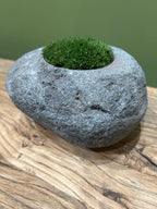Indo Riverstone planted with Preserved Moss FR71