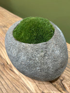 Indo Riverstone planted with Preserved Moss FR68