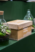 Terrarium Kit ingredients - small no glass