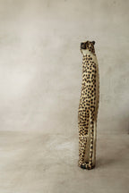 Swazi Cheetah - 37.1