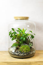 The Grande Terrarium (Tropical) 45x34cm
