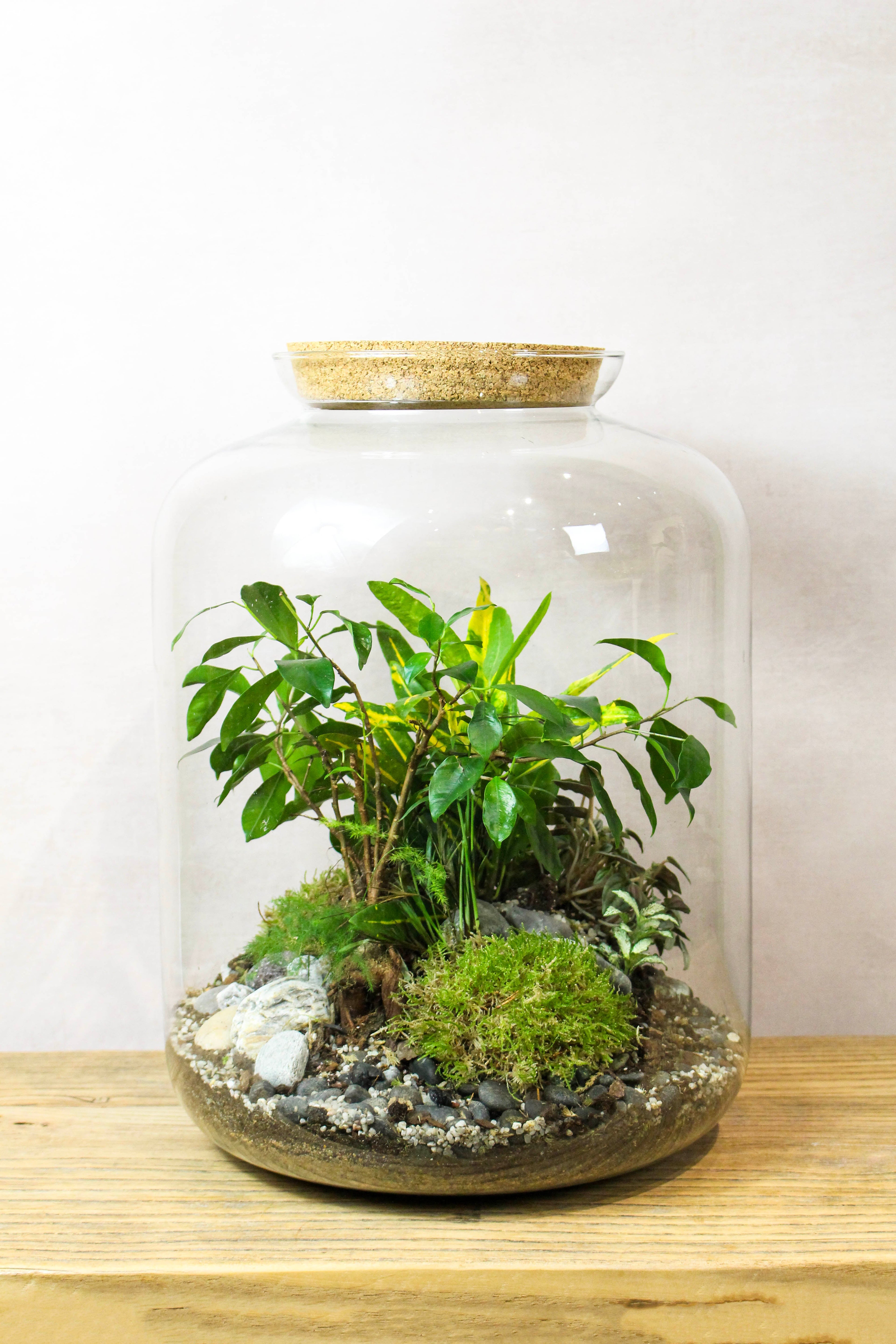 The Grande Terrarium (Tropical) 45x34cm