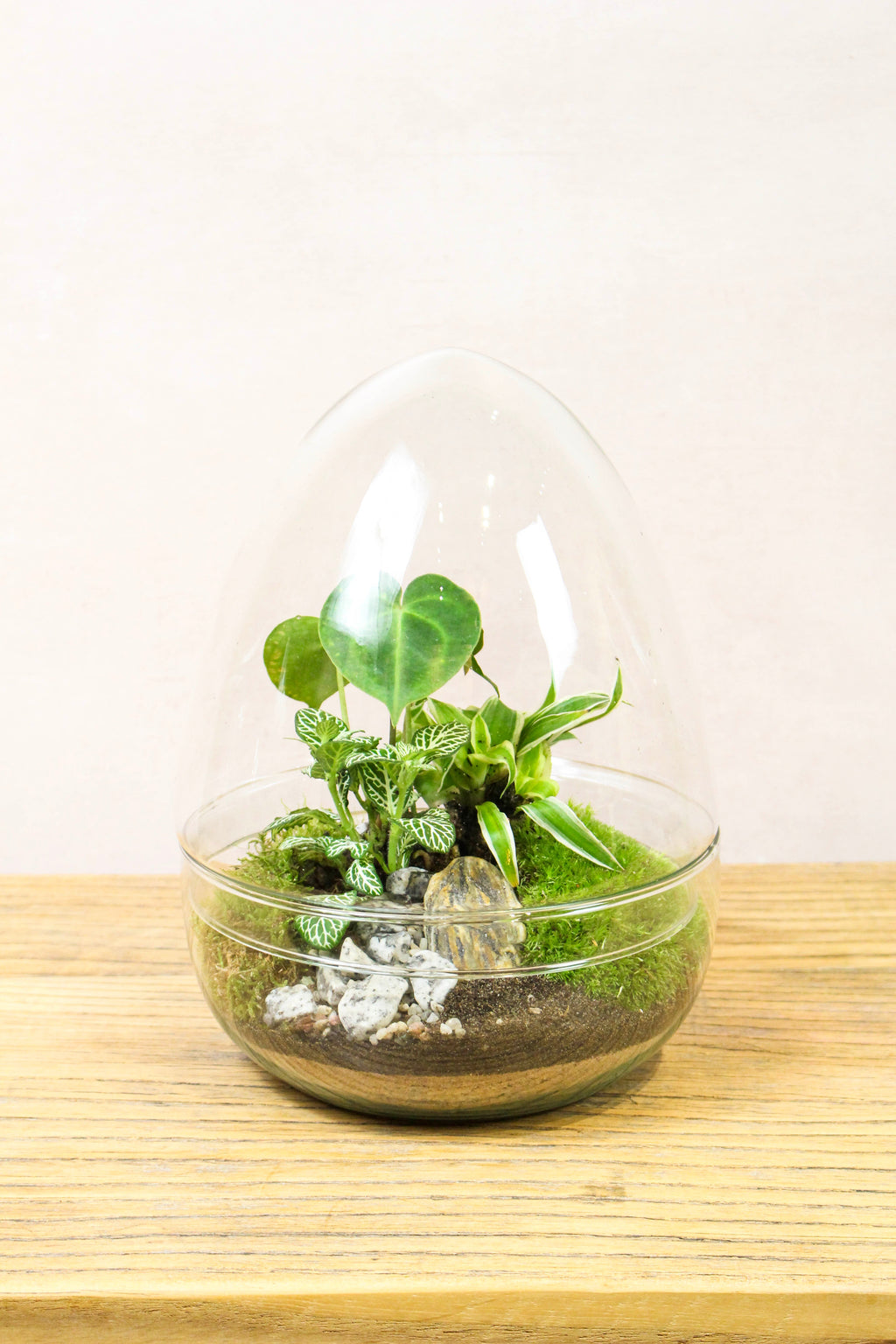 Large glass egg terrarium kit (Tropical) - 26cm
