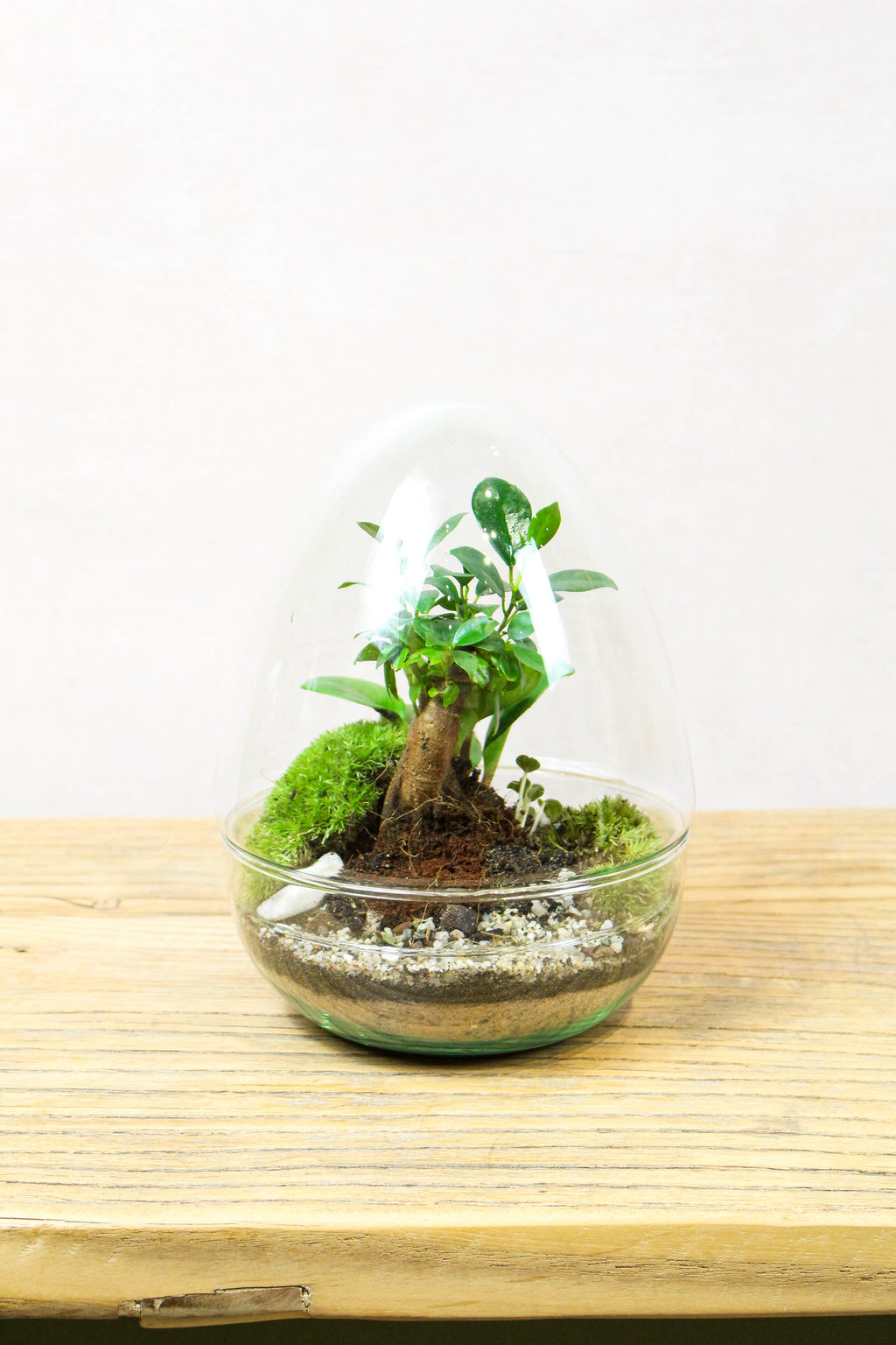 Glass egg terrarium kit - Medium 24cm