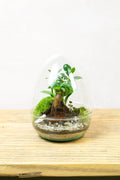 Glass egg terrarium kit - Medium 24cm