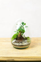 Glass egg terrarium kit - Medium 24cm
