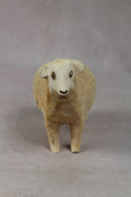 Swazi Sheep 141.2