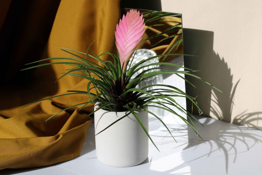 CONCRETE TOOTHBRUSH HOLDER