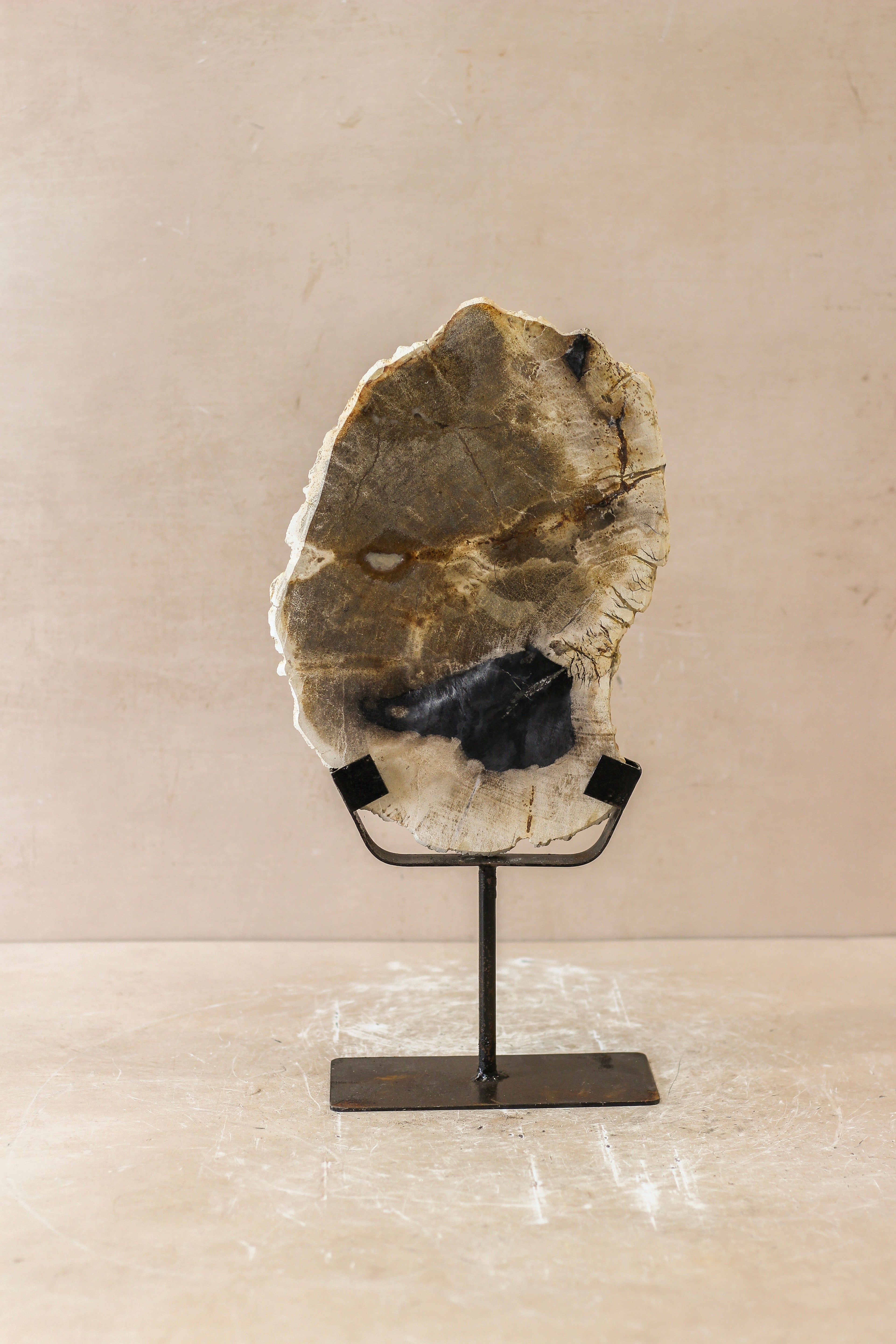 Petrified Wood Display - No 2