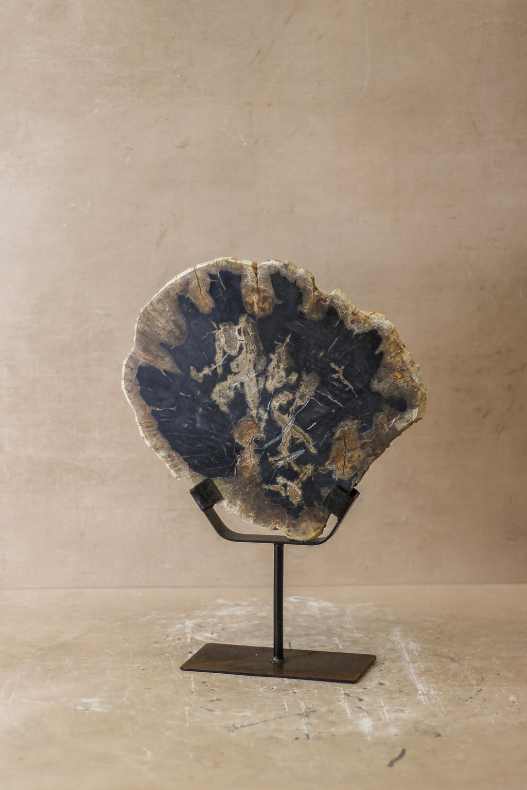 Petrified Wood Display - No 6