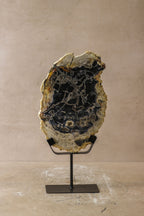 Petrified Wood Display - No 7