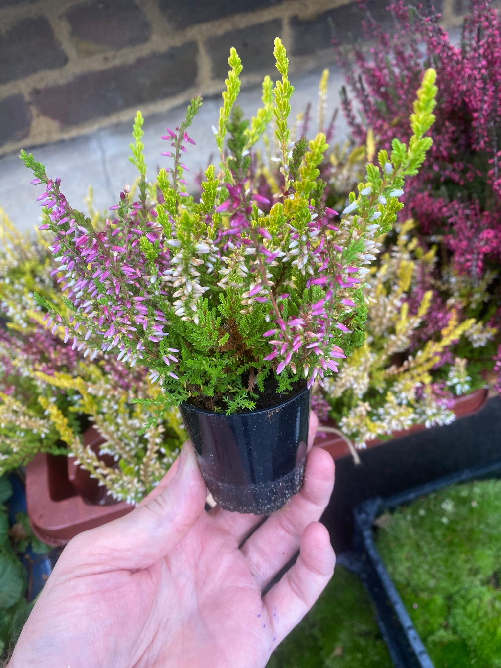 Heather