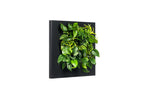 LIVE PICTURE - Living wall frame - 72cm - Black