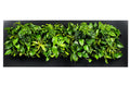 LIVE PICTURE - Living wall frame - 192cm - Black
