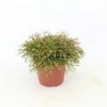 Rhipsalis Clavata - Small