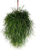 Rhipsalis Hetroclada - Small hanging