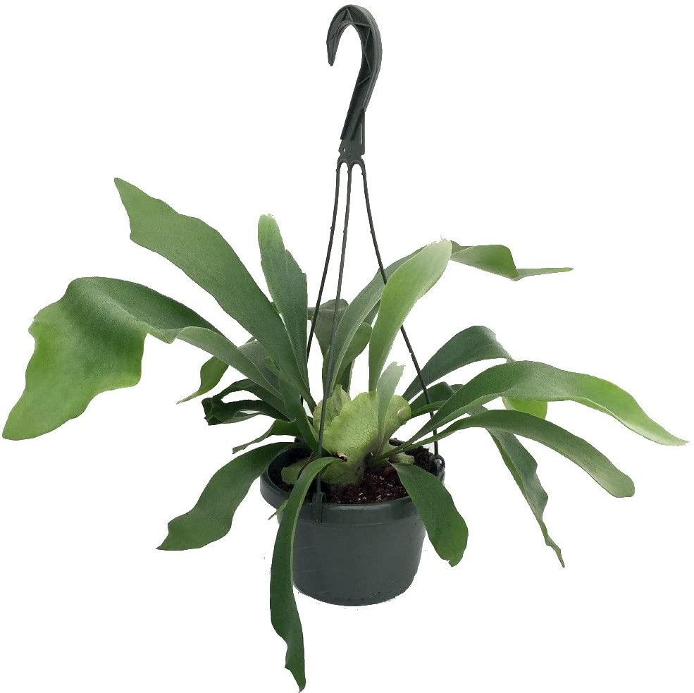 Staghorn - Platycerium