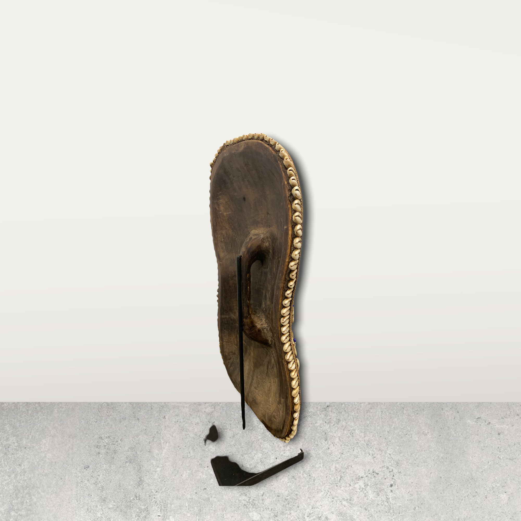 Cameroon Shield Cowrie shell Flower