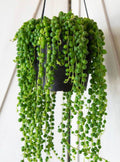 String of Pearls (Senecio Rowleyanus)