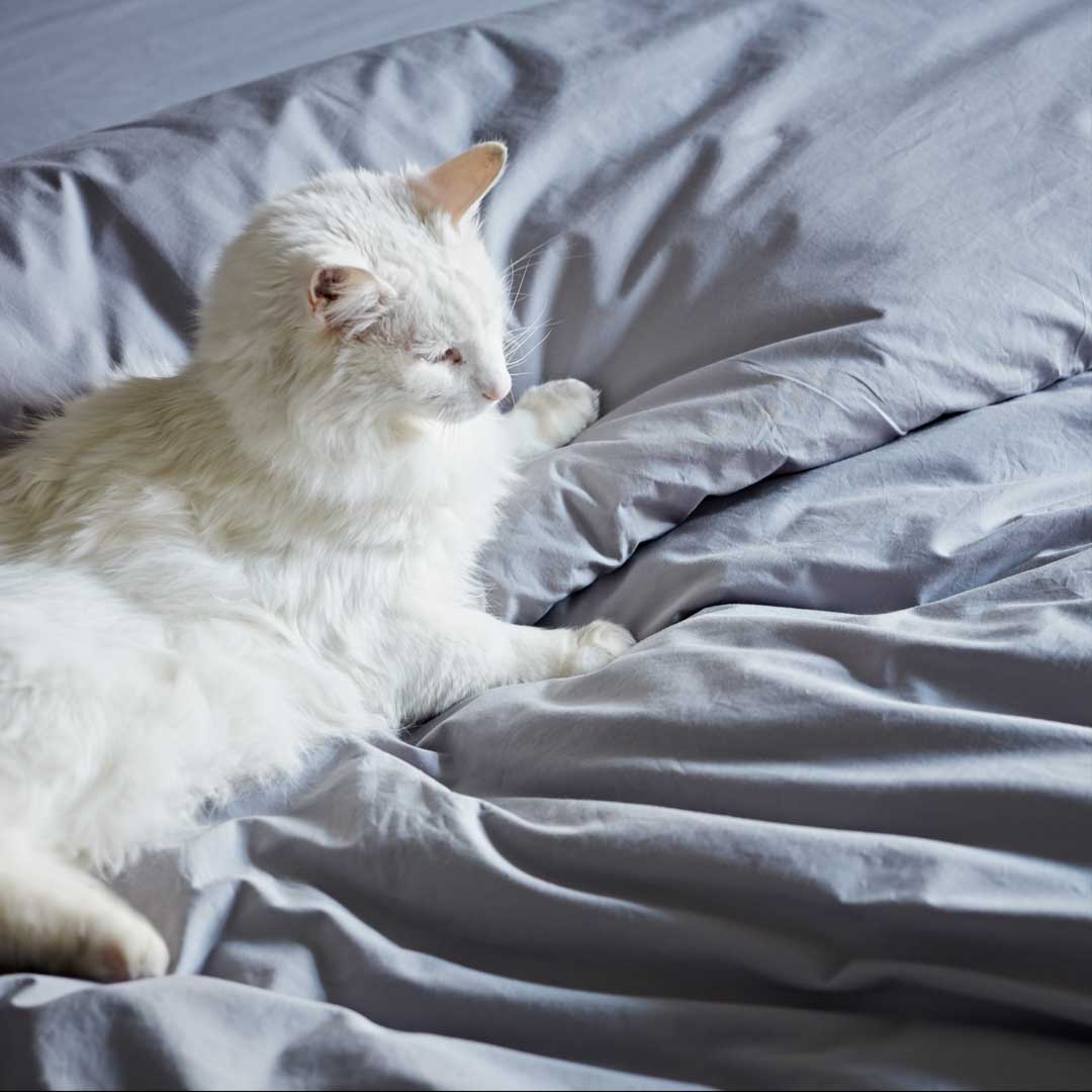 Sheet Set